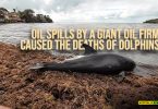 Oil spills by a giant oil firm caused the deaths of dolphins