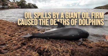 Oil spills by a giant oil firm caused the deaths of dolphins