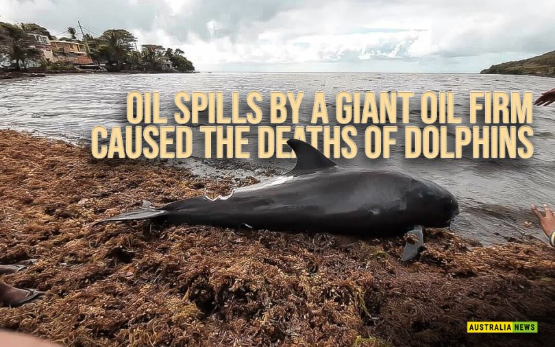 Oil spills by a giant oil firm caused the deaths of dolphins